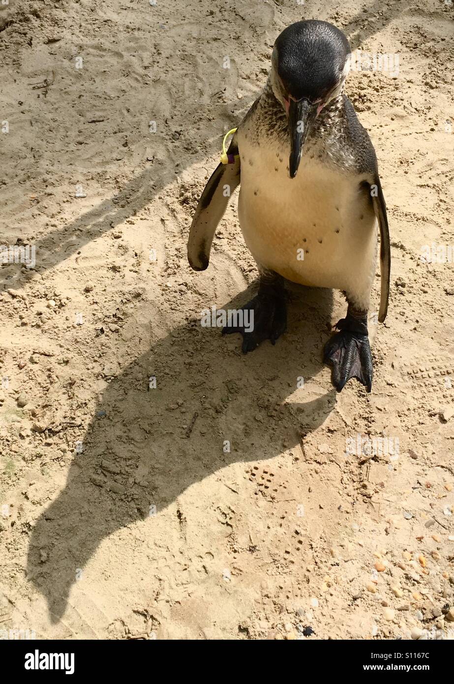 Pinguin, betrachtet man seinen Schatten Stockfoto