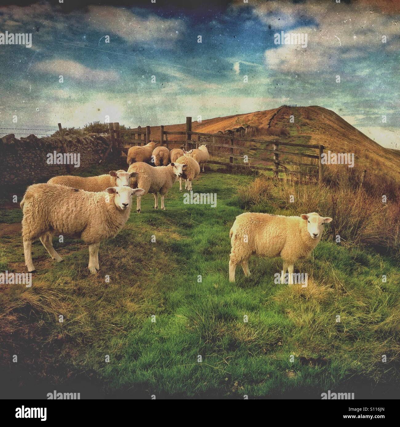 Schafe in den Bergen - Rushup Rand, Derbyshire, UK - Smartphone-aufgenommenes Stockfoto