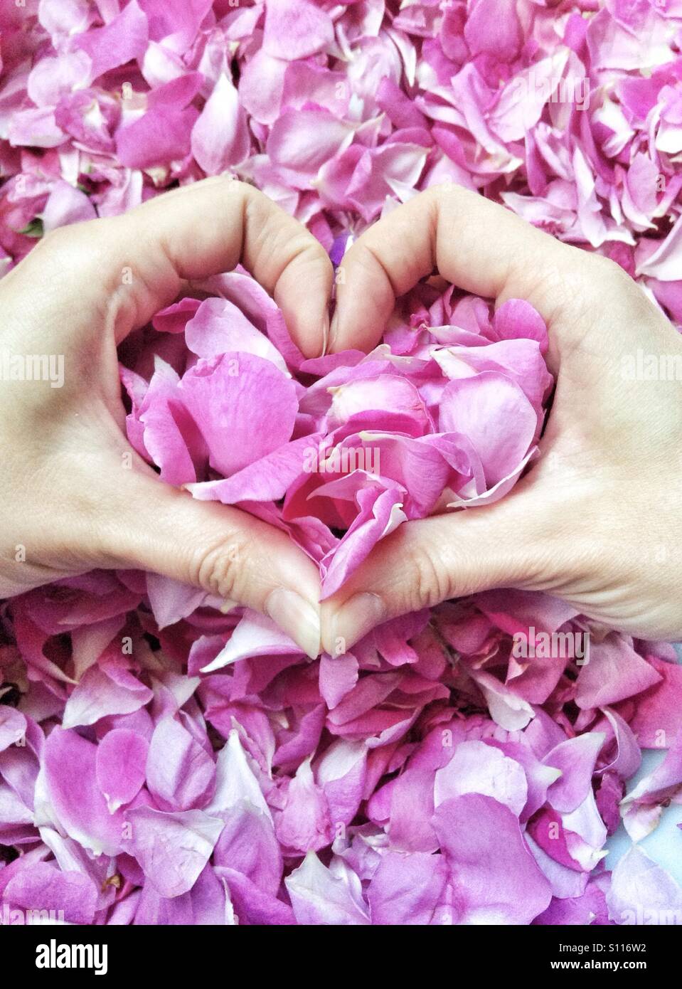 Herzsymbol Liebe Mädchen Hände mit rosa Rosen Blütenblätter getätigten - Smartphone-aufgenommenes Stockfoto