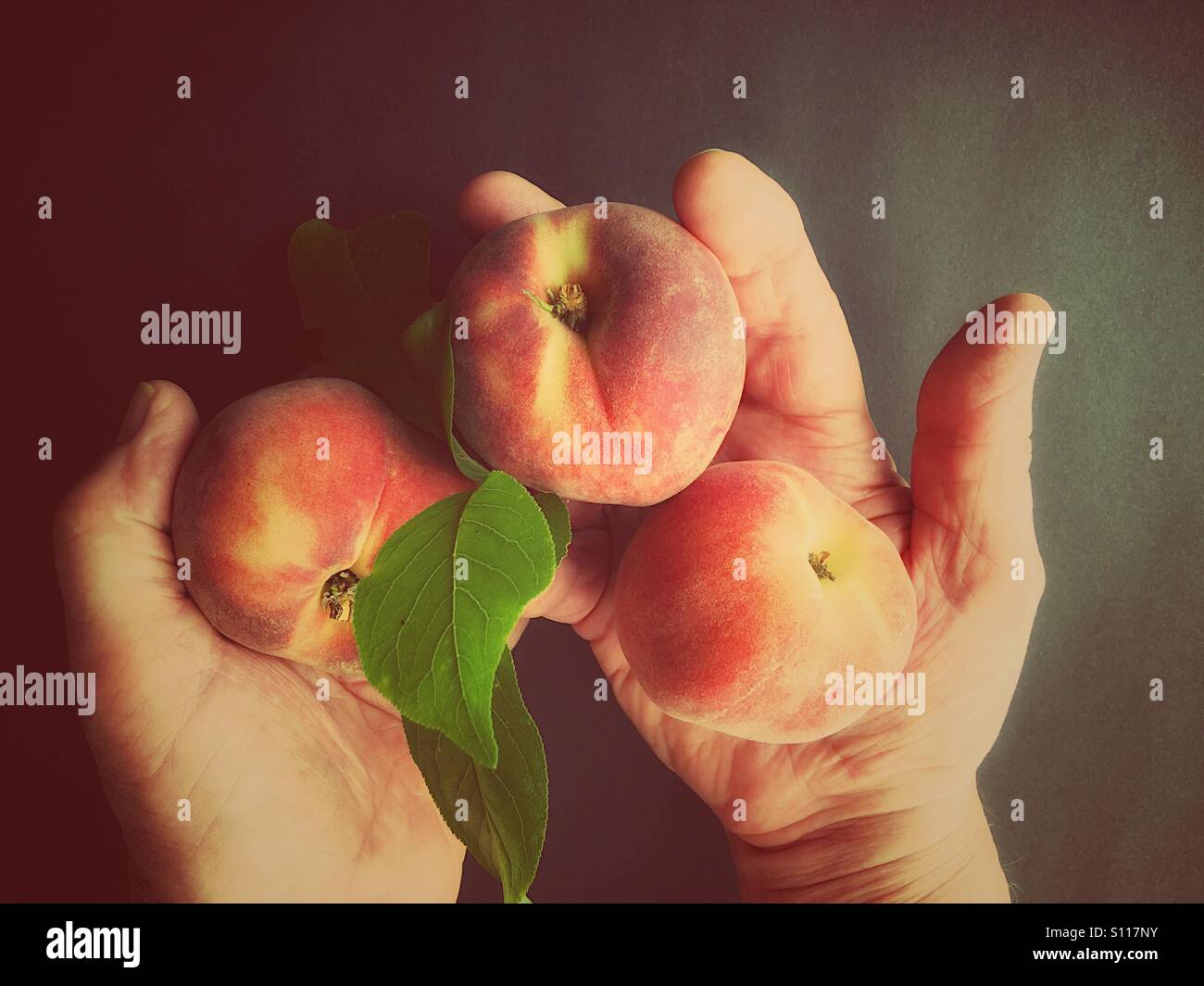 Frische Pfirsiche auf die Hände des Mannes Stockfoto