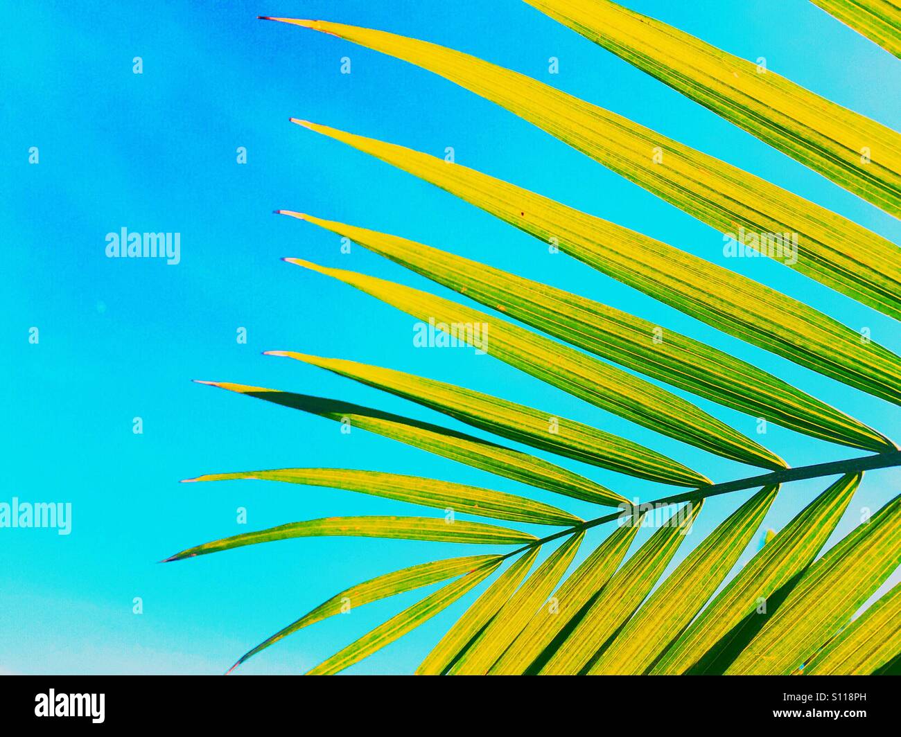 Blauen Sommerhimmel und grünem Rücken beleuchtet Palmblatt. - Smartphone-aufgenommenes Stockfoto