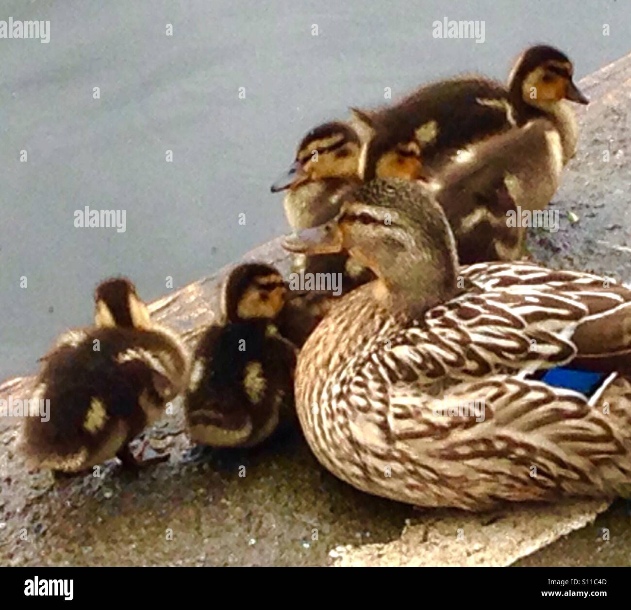 Ente und Küken - Smartphone-aufgenommenes Stockfoto