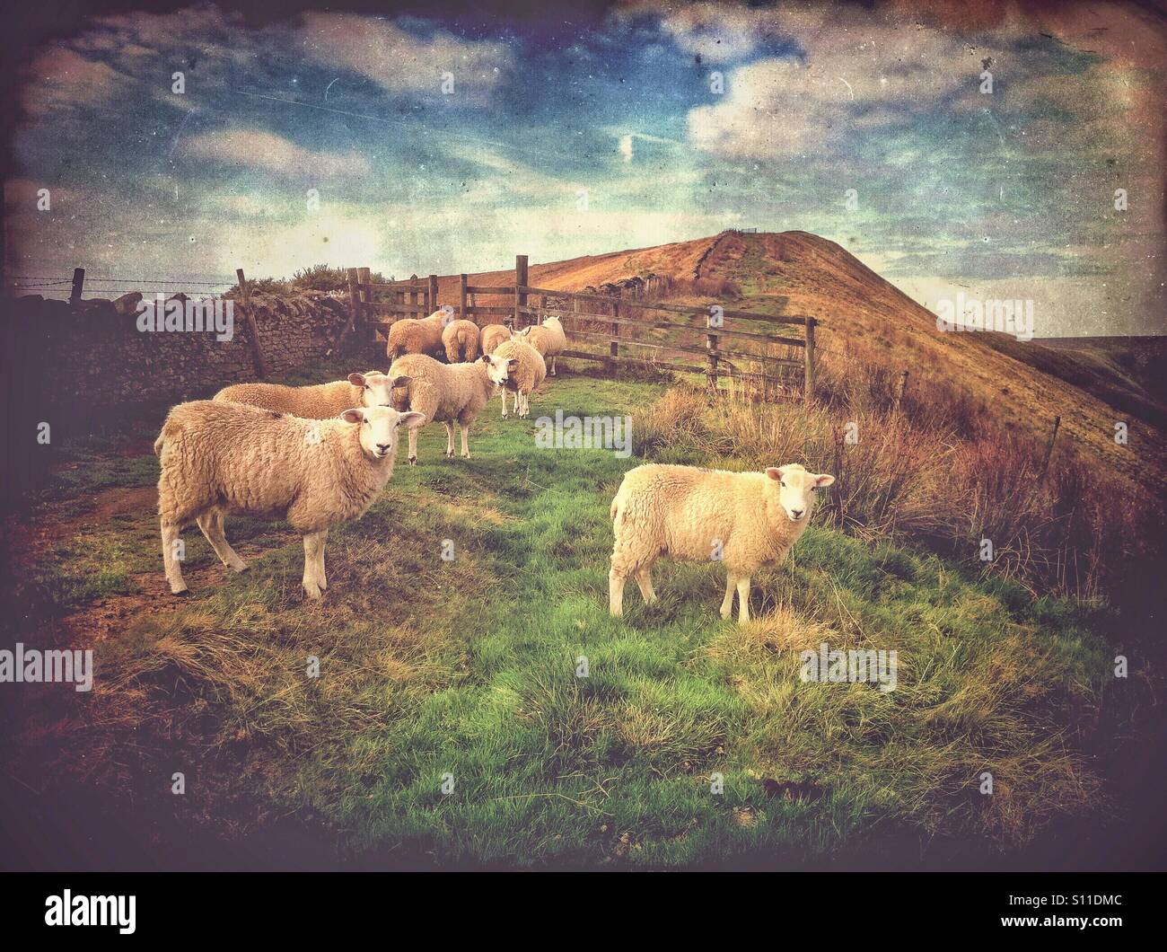 Schafe in den Bergen - Rushup Rand, Derbyshire, UK - Smartphone-aufgenommenes Stockfoto