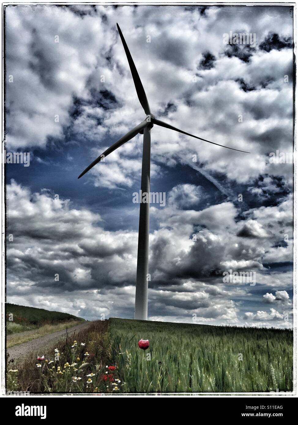 Wind-Generator in einem Feld von Weizen mit roten Mohnblumen Stockfoto