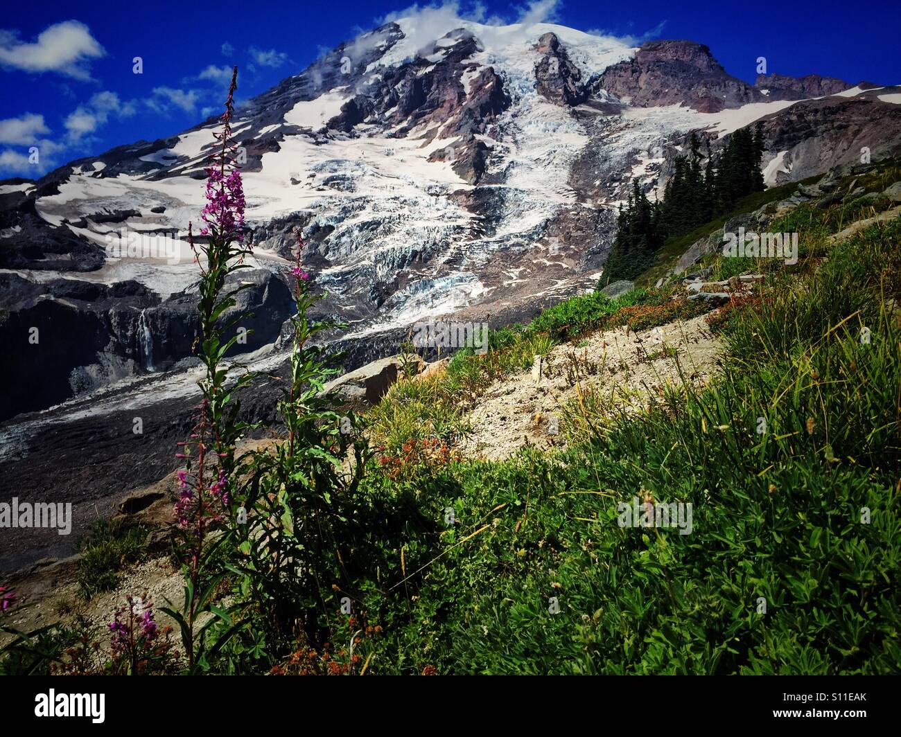 Glorreiche Mount Rainier im Sommer - Smartphone-aufgenommenes Stockfoto