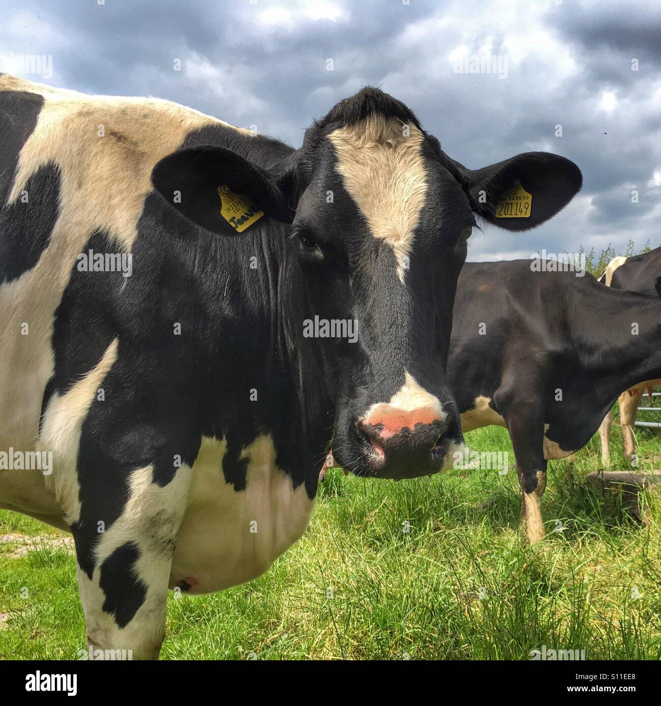 Kühe auf einem Feld am Almscliff Crag - Smartphone-aufgenommenes Stockfoto