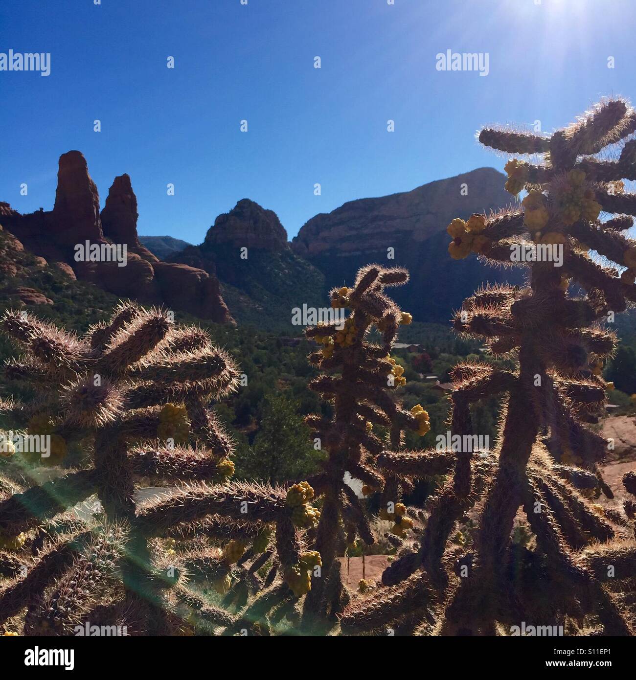 Wüste Kaktus Stockfoto, Bild: 310434825 - Alamy