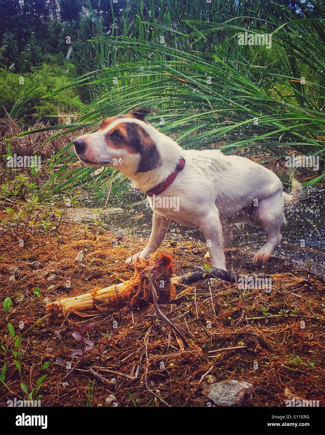 Nasser Hund schüttelt Wasser von sich selbst am Ufer eines Teichs mit üppiger grüner Vegetation im Hintergrund - Smartphone-aufgenommenes Stockfoto