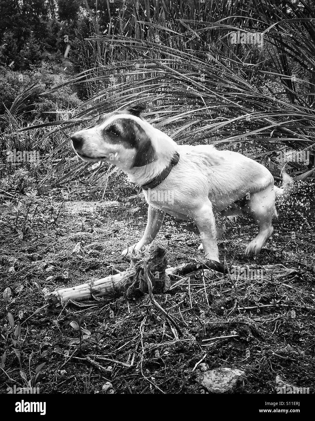 Der nasse Jack Russell Terrier Hund schüttelt sich ab, nachdem er aus dem Wasser gekommen ist - Smartphone-aufgenommenes Stockfoto