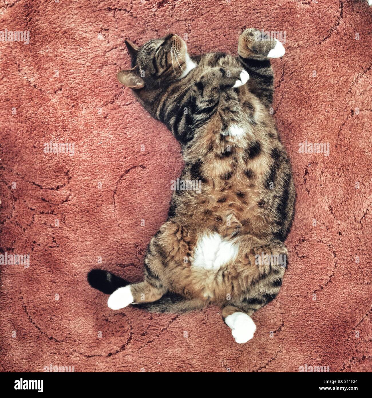 Tabby Katze entspannt auf den Rücken legen. Stockfoto