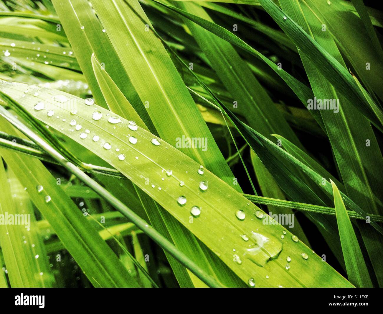 Wassertropfen auf einem Blatt. Stockfoto