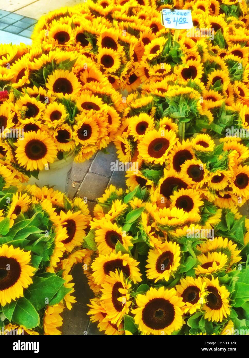 Sonnenblumen für Verkauf - Smartphone-aufgenommenes Stockfoto