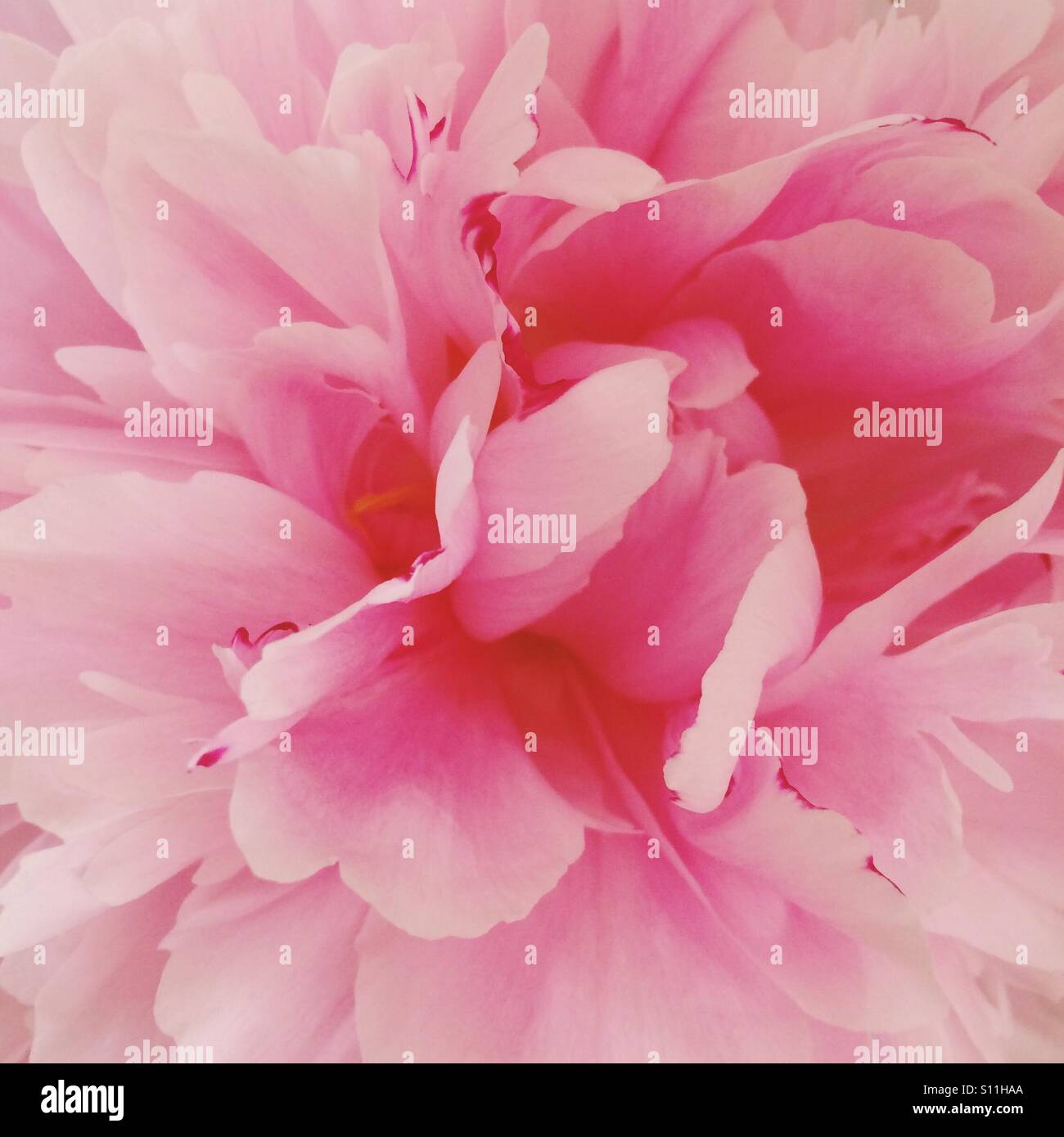 Rosa Blüten Stockfoto