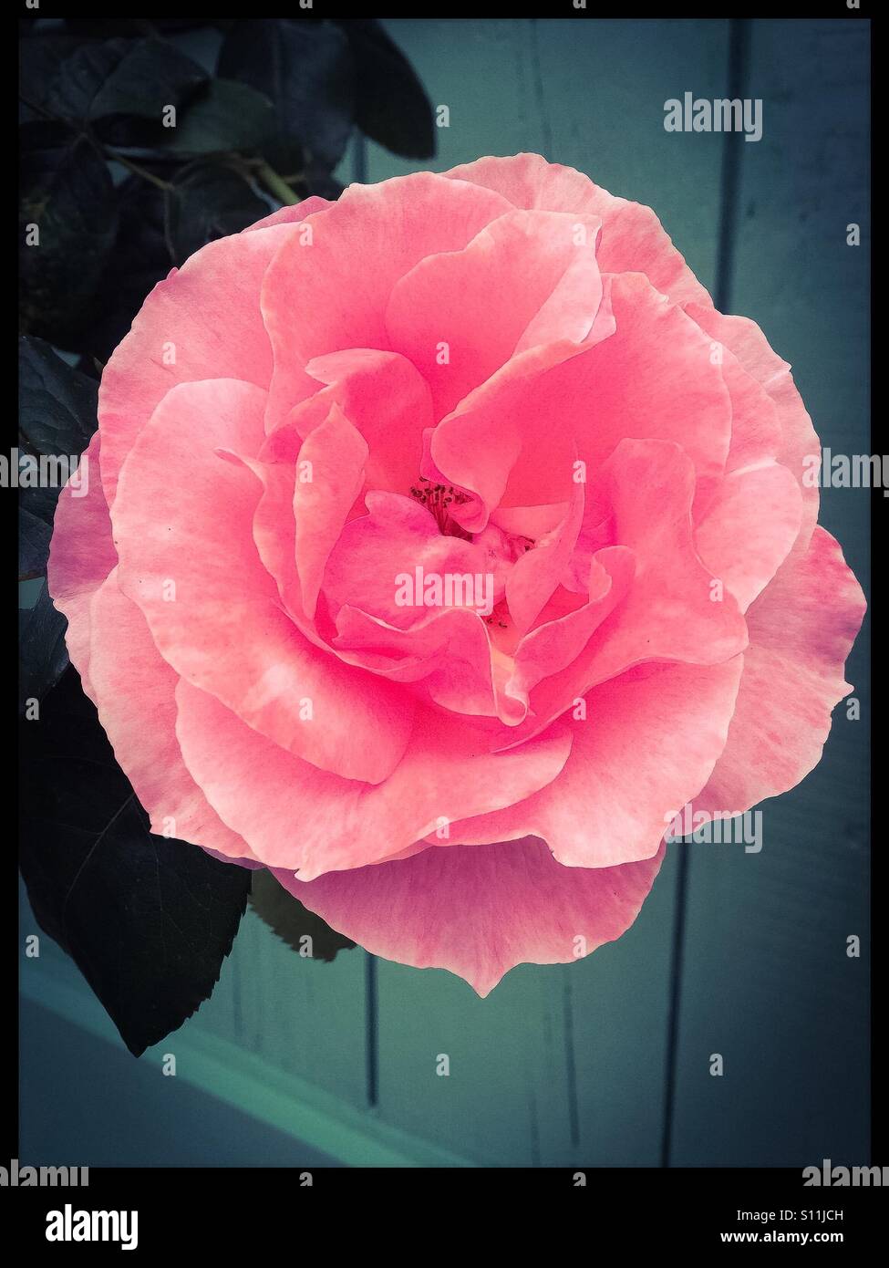 Blass rosa Rose. Stockfoto