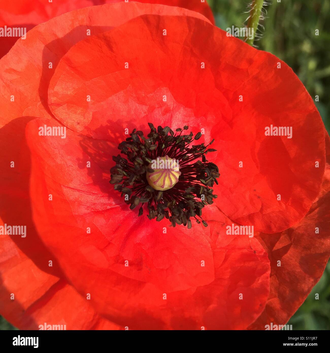 Nahaufnahme von Klatschmohn Stockfoto