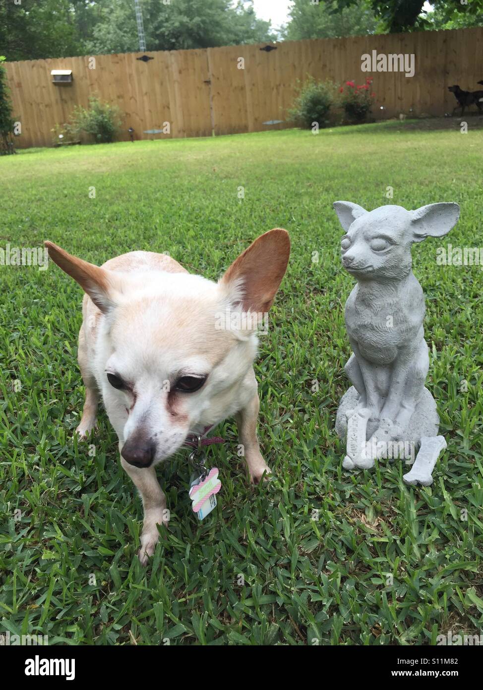 Chihuahua nicht sicher über die konkrete Chihuahua Garten Statue in ihrer Ehre. Stockfoto