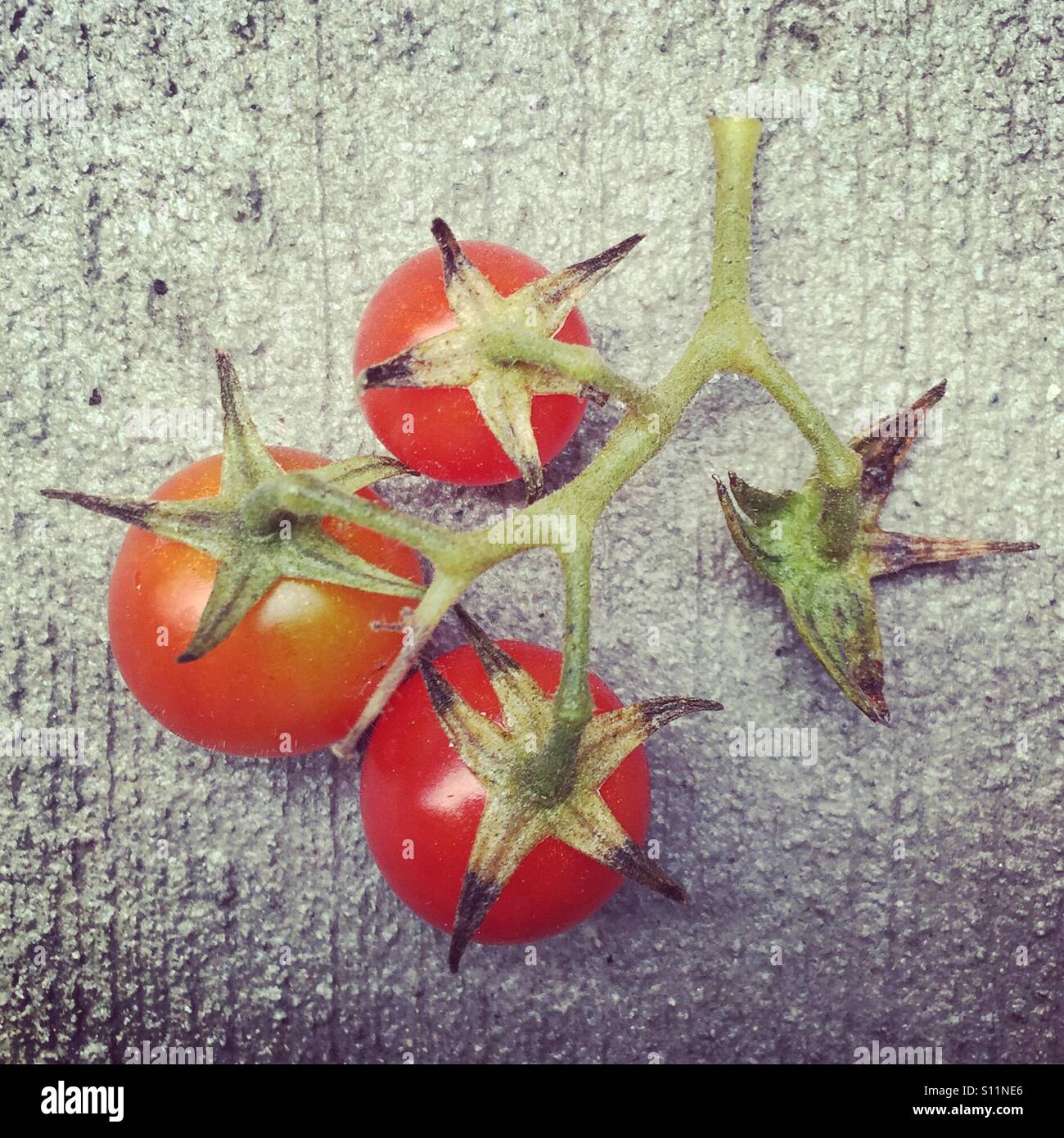 Nach Hause Cherry Tomaten - Smartphone-aufgenommenes Stockfoto