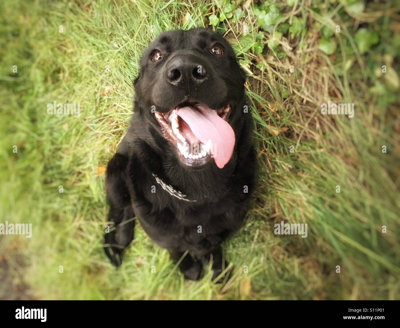 Happy Dog - Smartphone-aufgenommenes Stockfoto