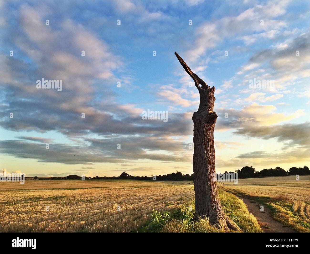 Vogel wie Baum gegen Abend skyline - Smartphone-aufgenommenes Stockfoto