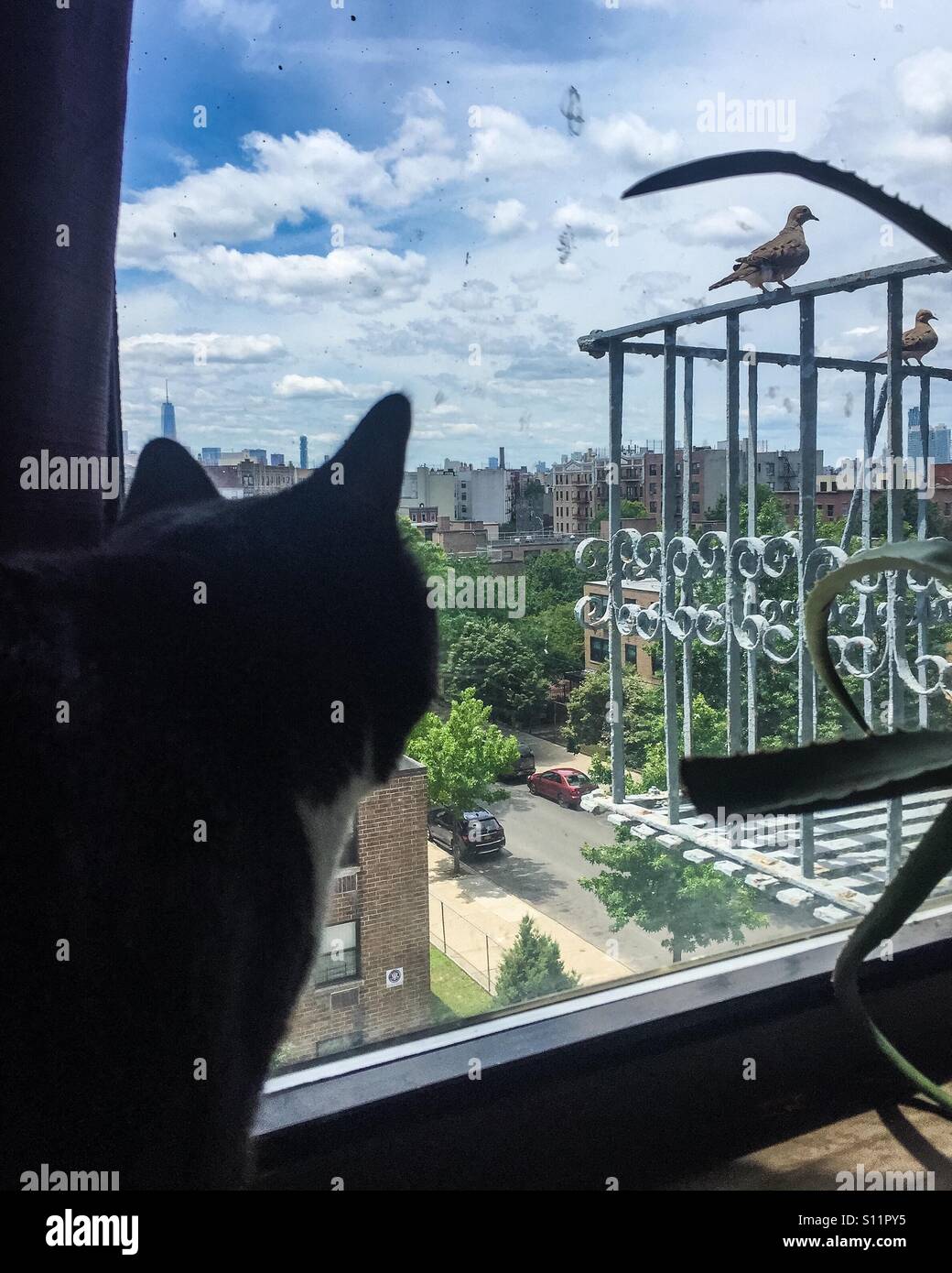 Tuxedo Katze in einer Wohnung Jagd auf Vögel auf einer Feuertreppe durch ein Fenster. Stockfoto