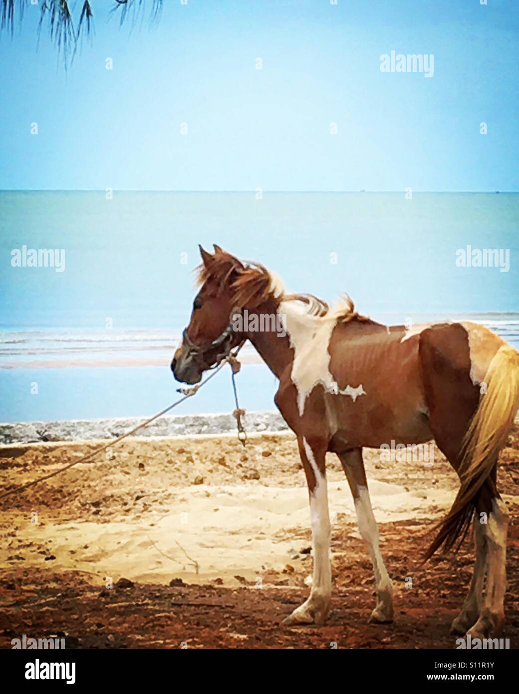 Ein schönes Pferd steht am Meer Stockfoto