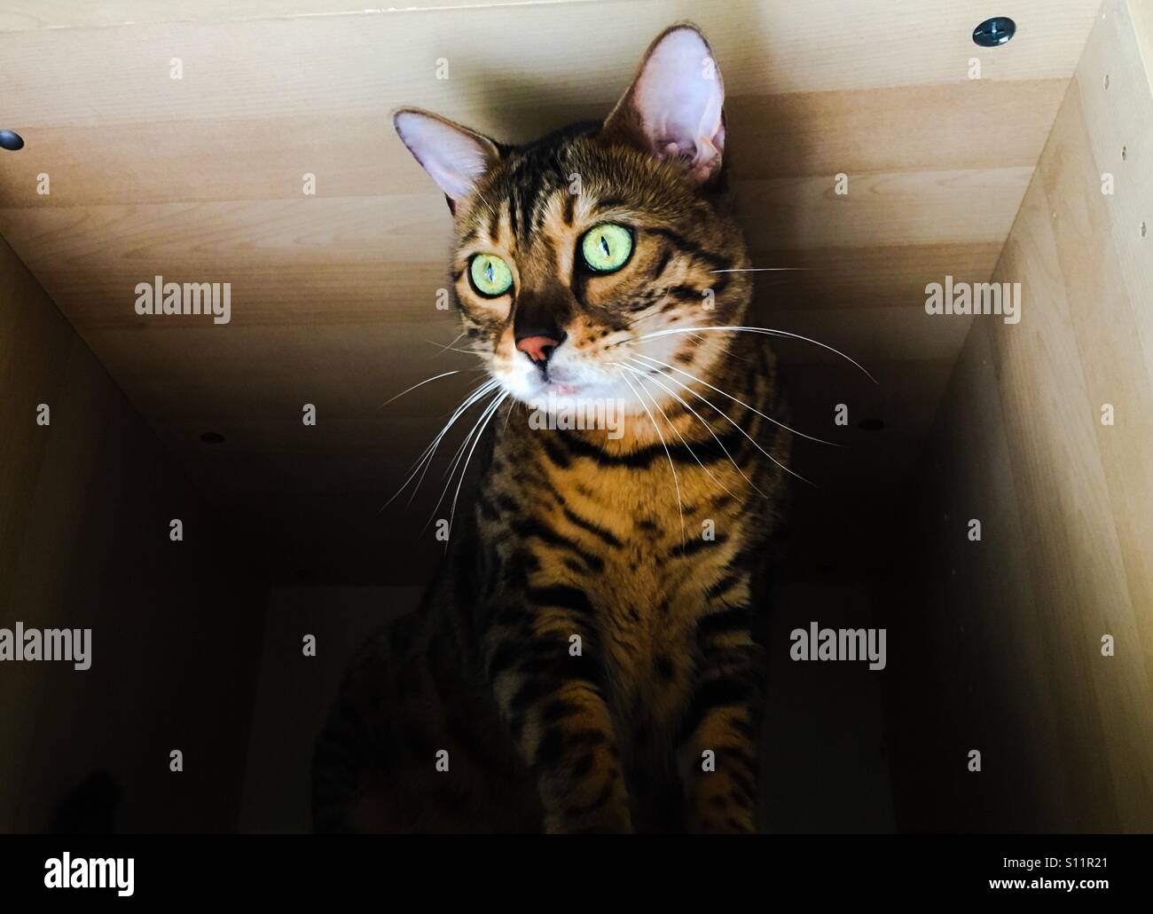 Eine neugierige Bengal-Katze sitzt in einer leeren Kleiderschrank. - Smartphone-aufgenommenes Stockfoto