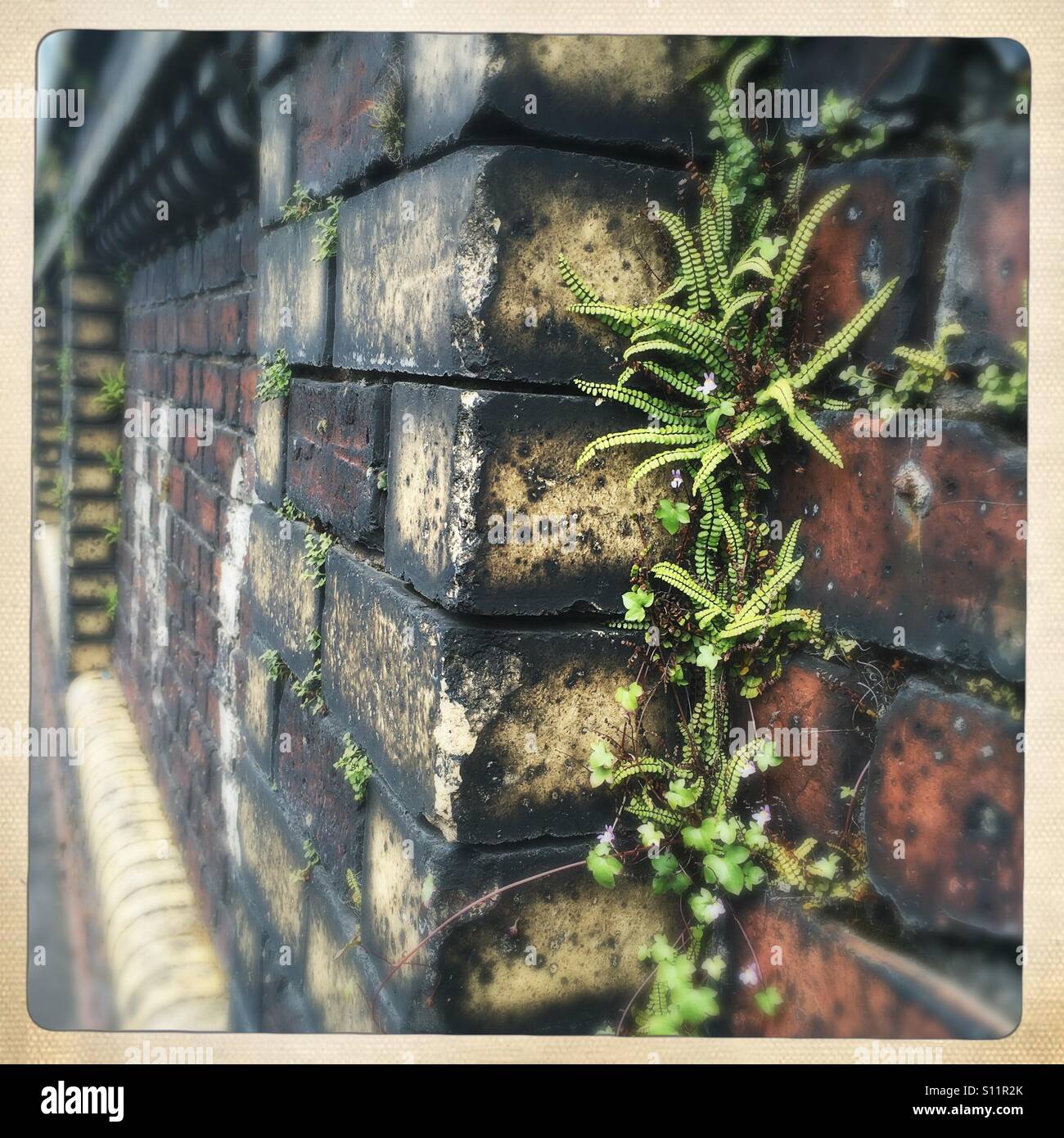 Zarte Farne wachsen im Winkel der alten Mauer. Greenock, Schottland Stockfoto