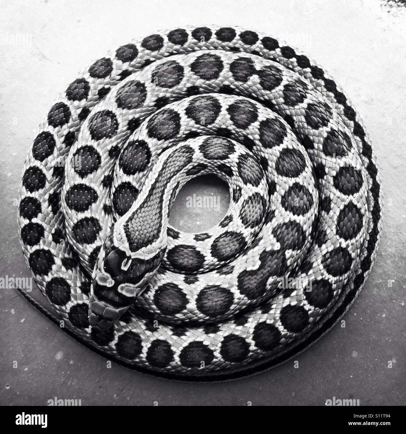 Schwarz / weiß Aufnahme einer kleinen Hufeisen Peitsche Schlange aufgewickelt in einem Kreis mit seinen Kopf auf seinem Körper Stockfoto