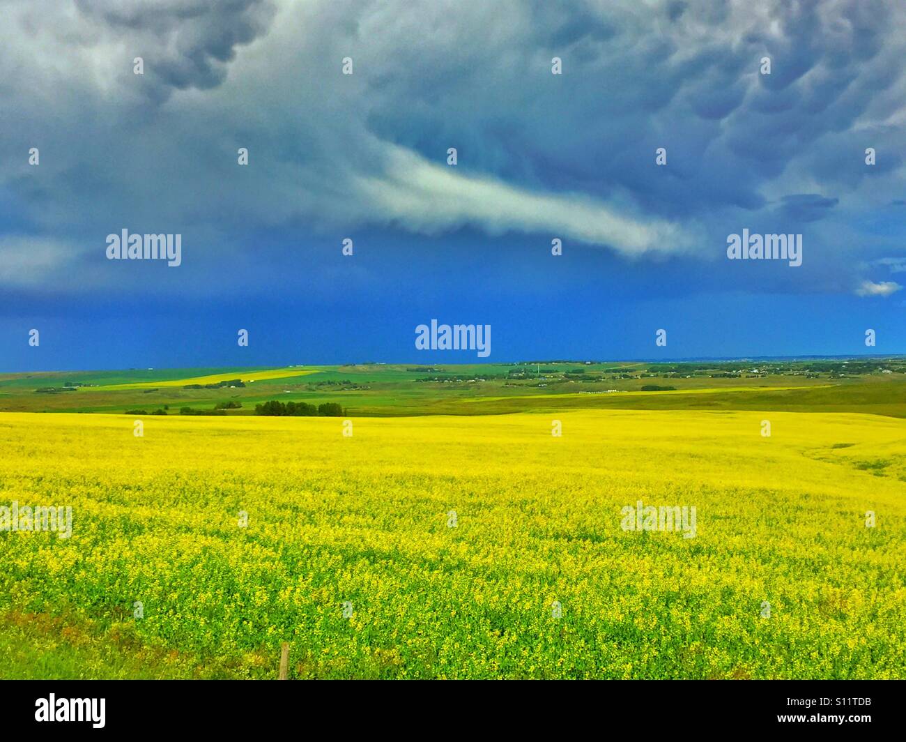 Raps-Felder und dunkle Wolken Stockfoto