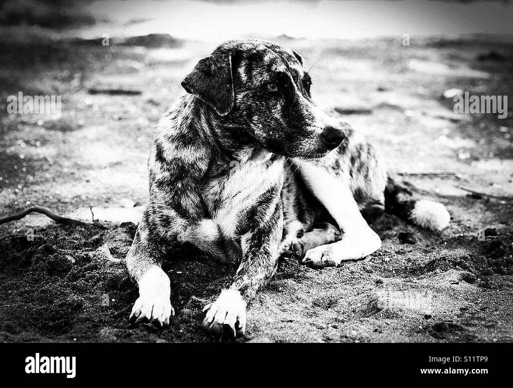 Hund am Strand beobachten Stockfoto