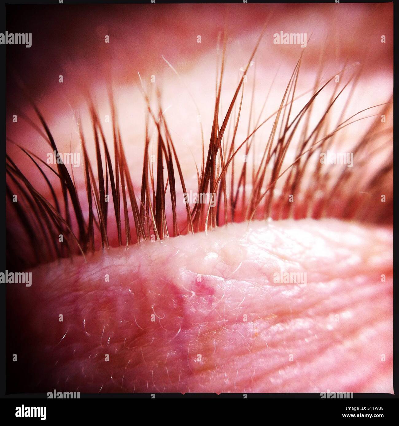 Makro Nahaufnahme von einem Auge-Deckel und die Wimpern Stockfoto