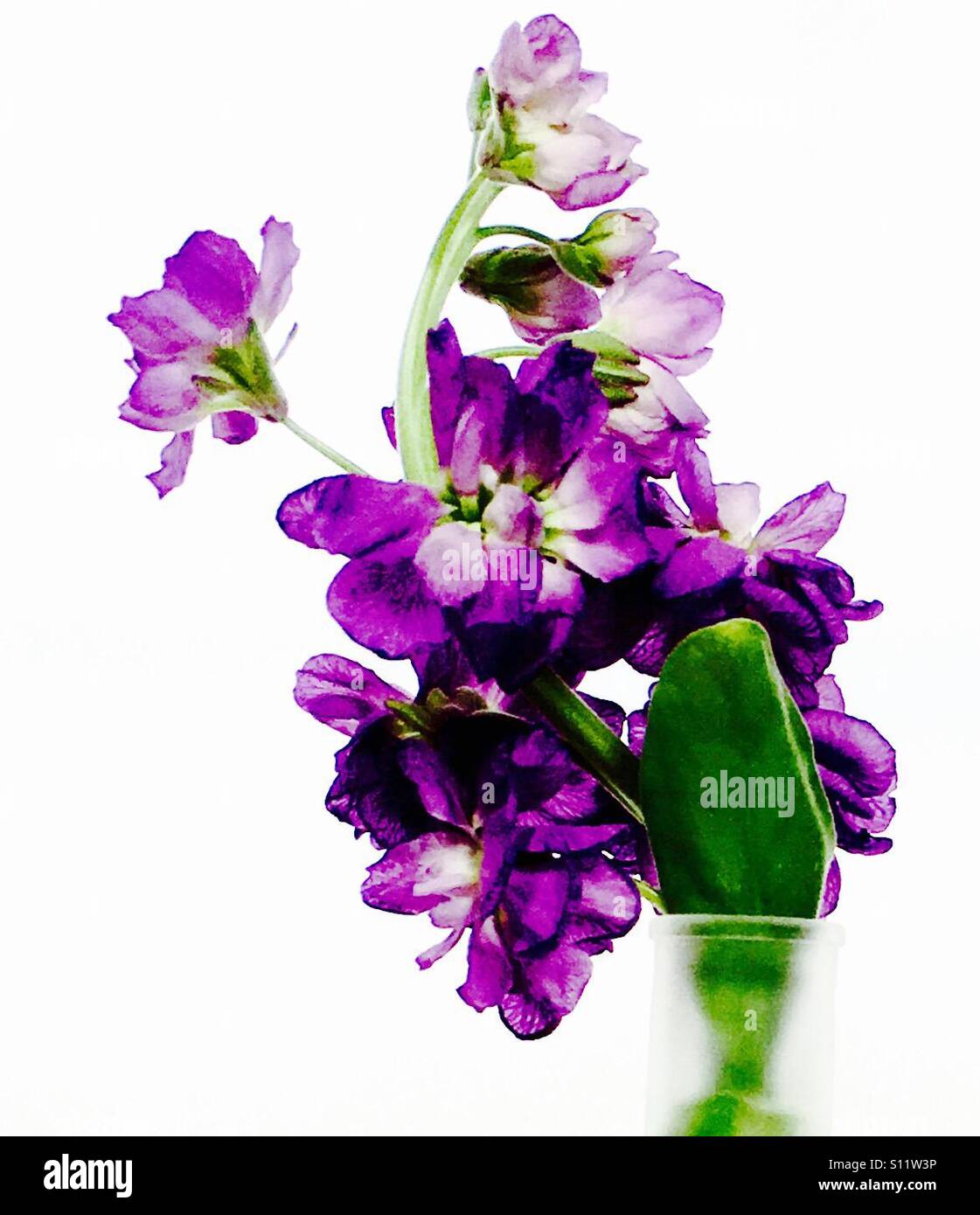 Magentafarbene Blumen Fotos Und Bildmaterial In Hoher Aufl sung Alamy magentafarbene-blumen-fotos-und-bildmaterial-in-hoher-aufl-sung-alamy