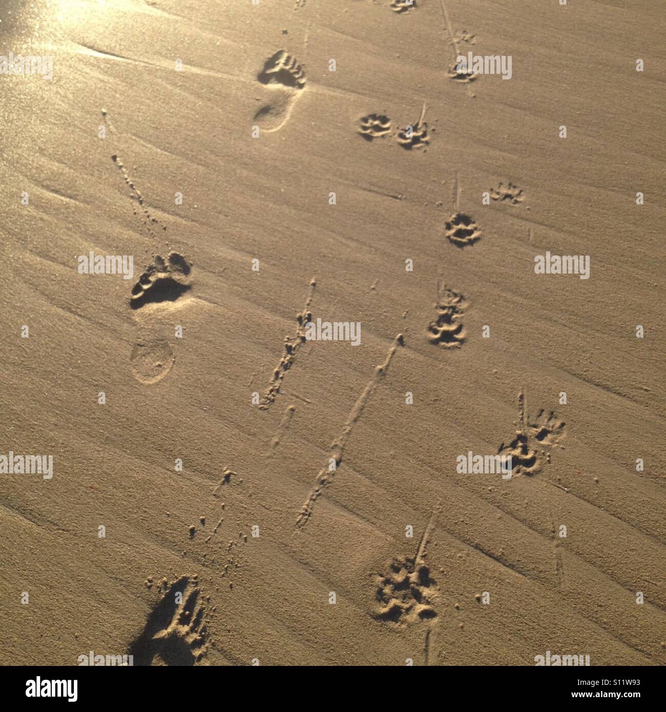 Fuß und Paw Prints im sand Stockfoto