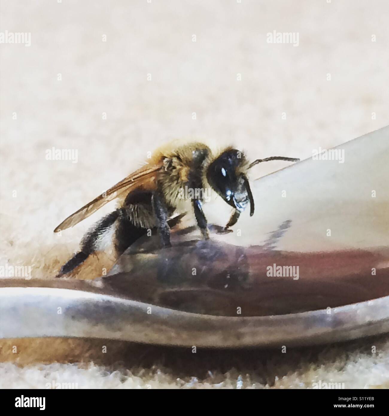 Zuckerwasser hilft müde Honigbienen, die wir nicht ohne sie leben Stockfoto