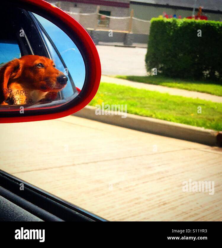 Auto fahren Spaß für den Hund Stockfoto