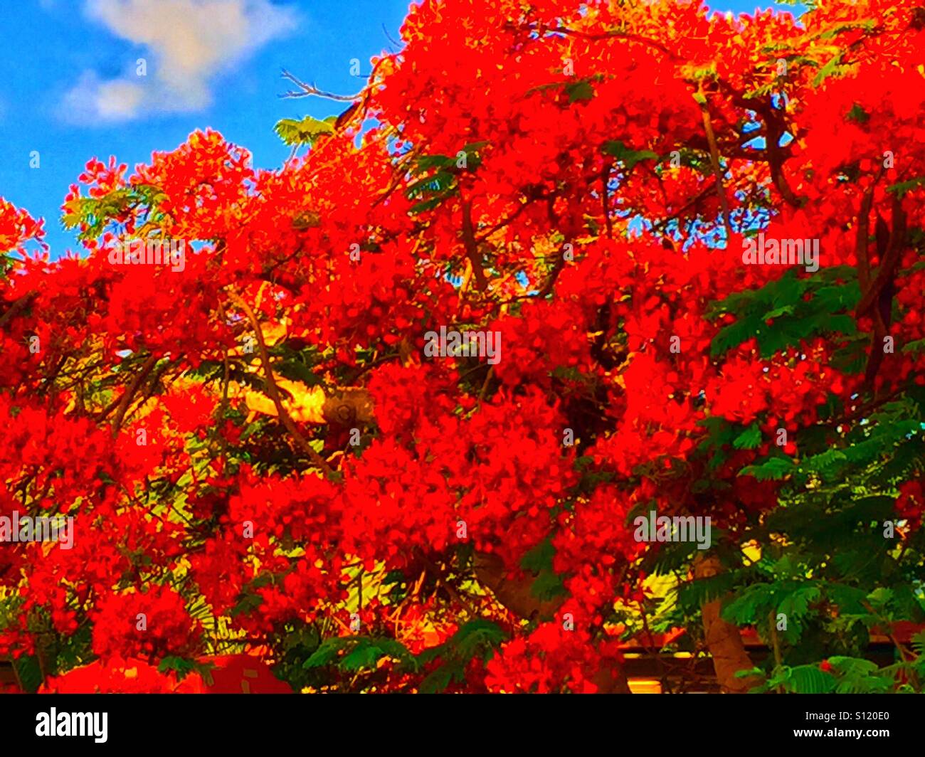 Poinciana Baum in voller Blüte Stockfoto