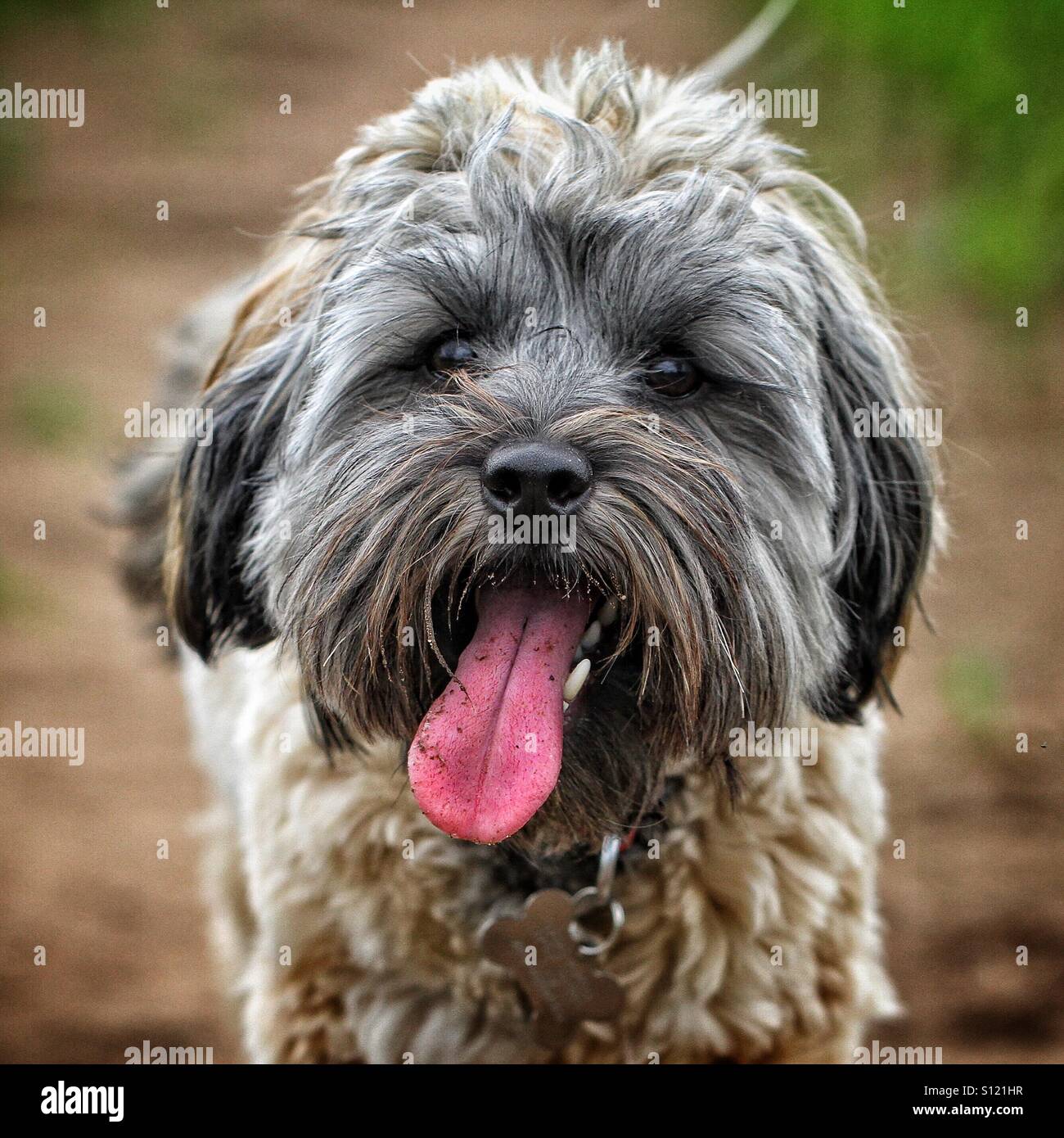 Eine haarige Hund mit seiner rosa Zunge heraus. - Smartphone-aufgenommenes Stockfoto