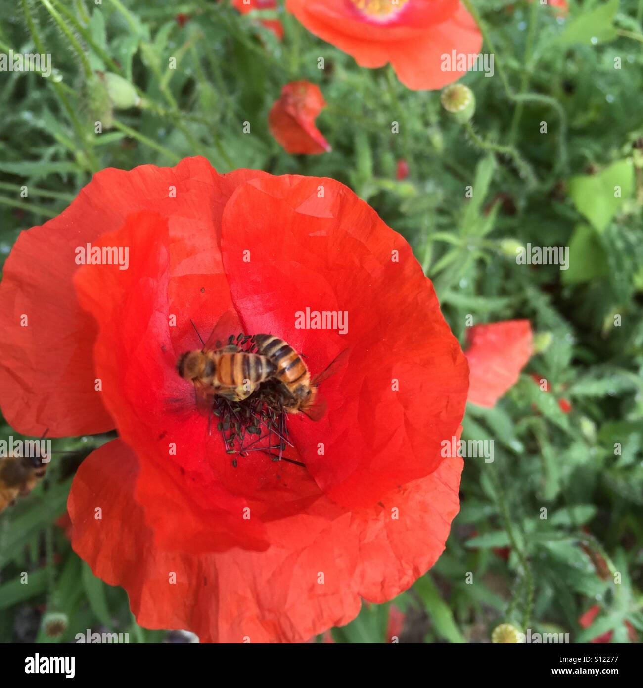 Nahaufnahme von Klatschmohn Stockfoto