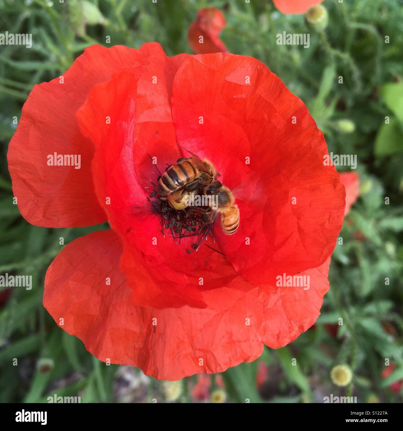 Nahaufnahme von Klatschmohn Stockfoto