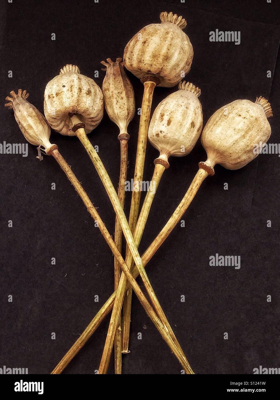 Getrocknete Mohn. - Smartphone-aufgenommenes Stockfoto