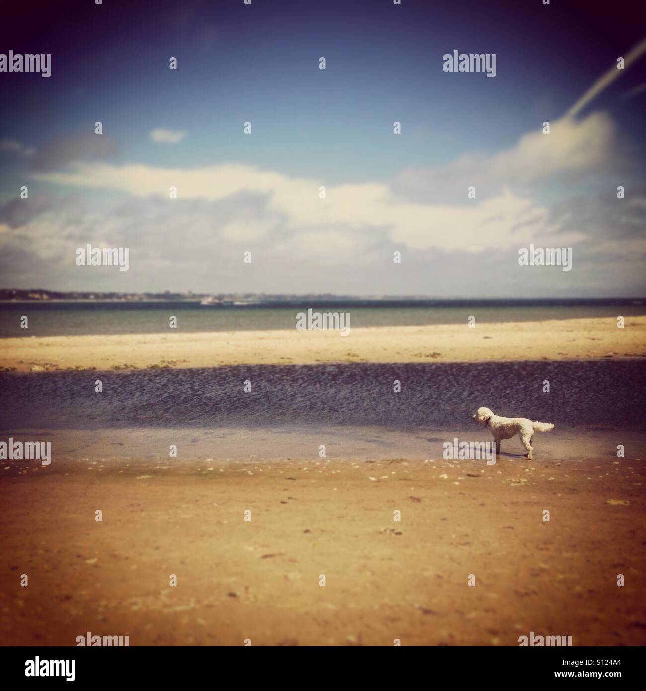 Meer Strand paddeln Welpen. Retro-Gefühl. Stockfoto