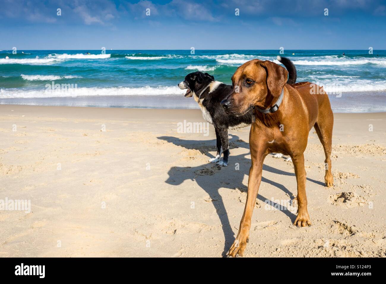Schlepptau Hunde am Strand Stockfoto, Bild 310448939 Alamy