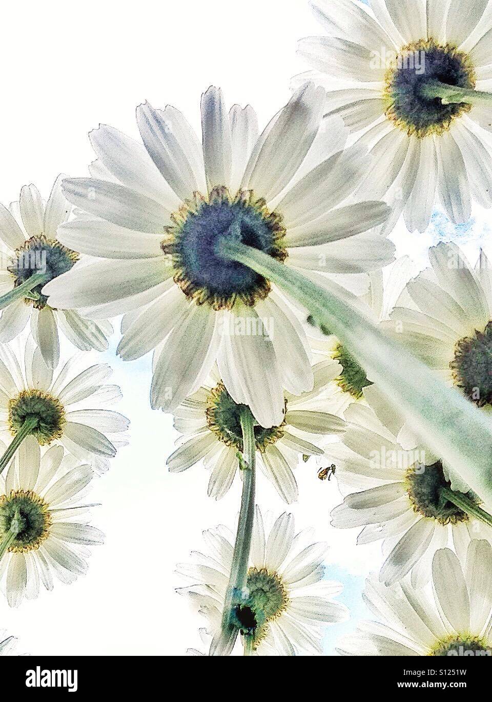 Weiße Margeriten von unten. - Smartphone-aufgenommenes Stockfoto
