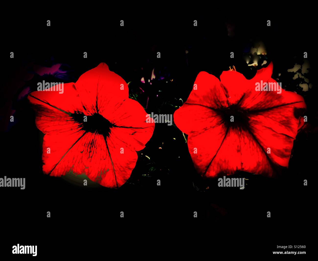 Zwei rote Petunien - Smartphone-aufgenommenes Stockfoto