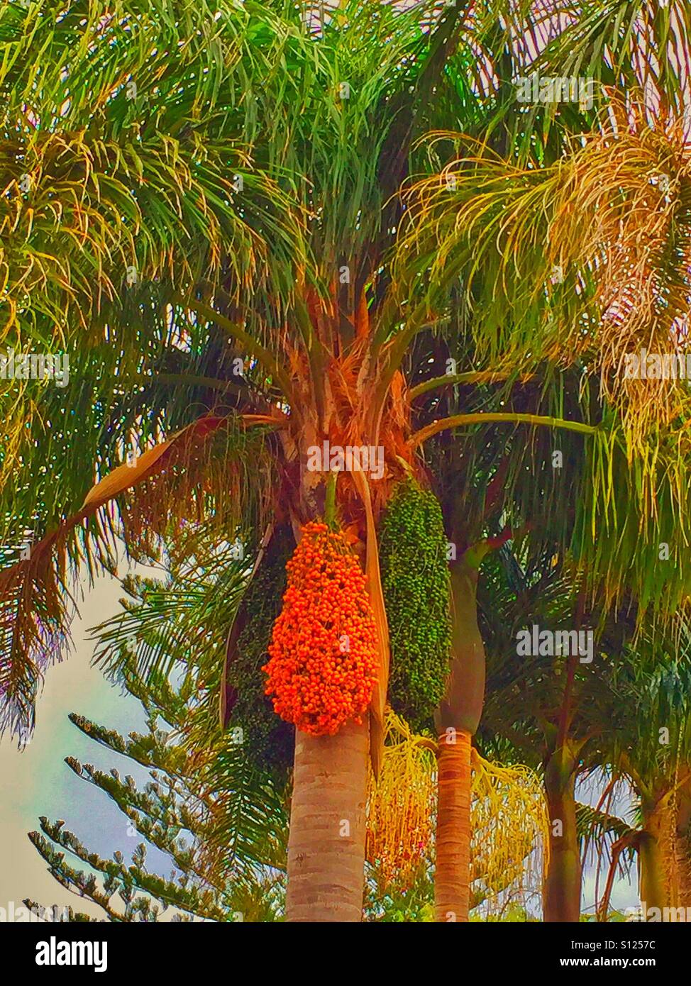 Dattelpalme - Smartphone-aufgenommenes Stockfoto