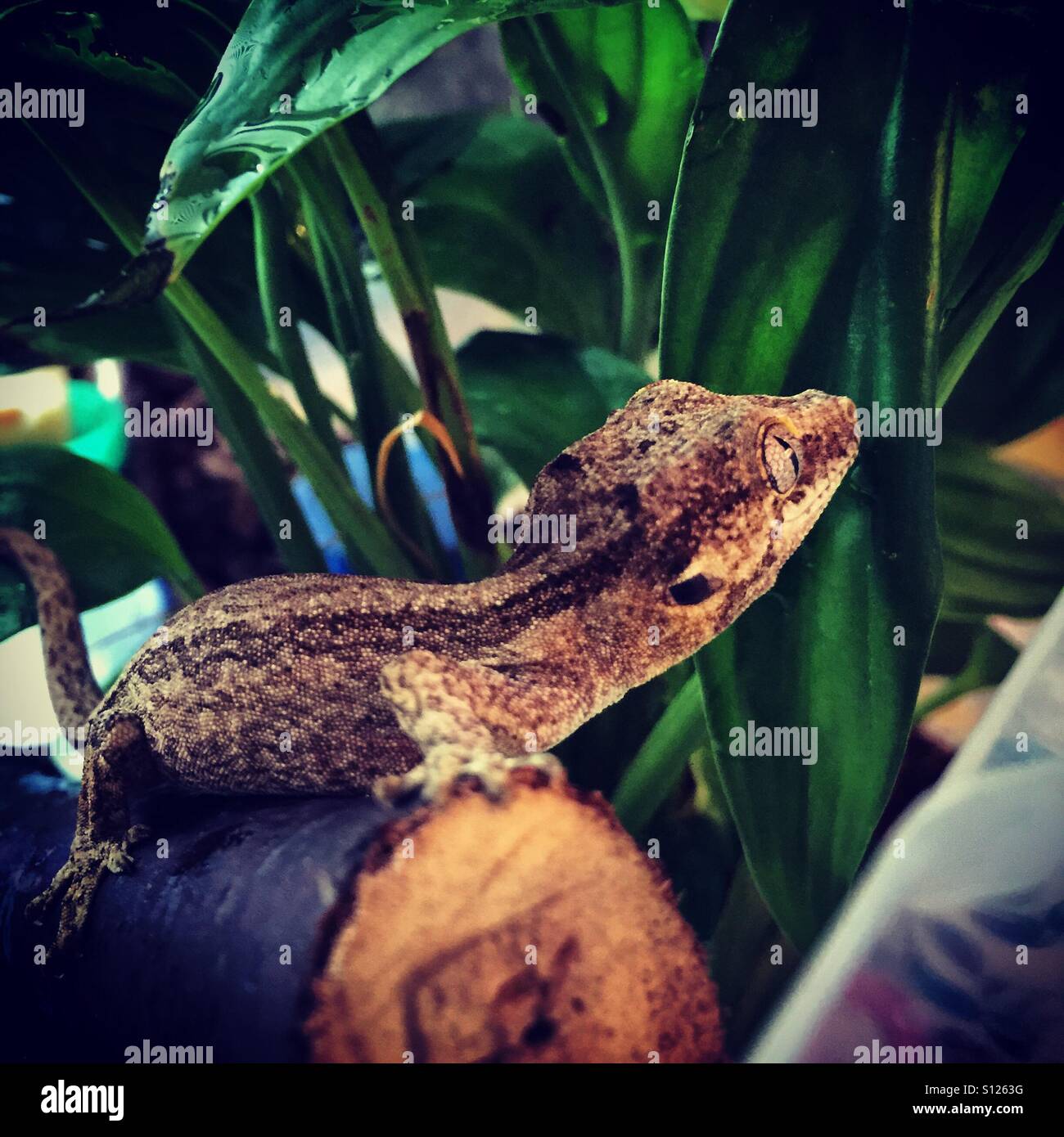 Baby-gecko Stockfoto