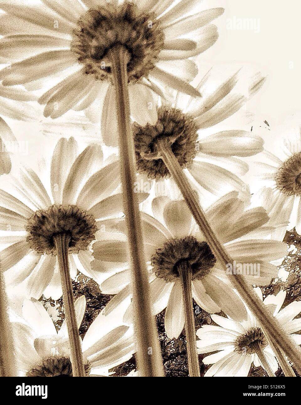 Schwarz / weiß Gänseblümchen. - Smartphone-aufgenommenes Stockfoto