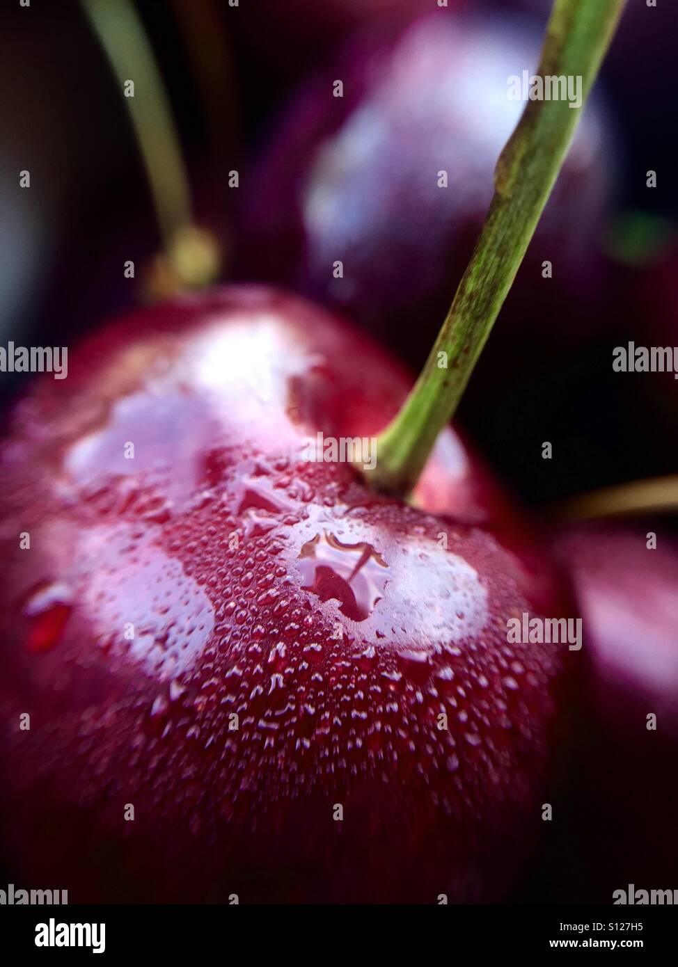 Sweet Cherry hautnah - Smartphone-aufgenommenes Stockfoto