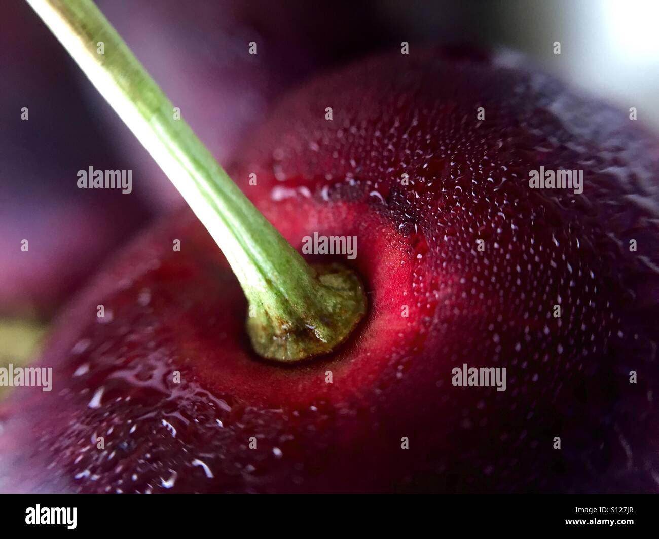 Nahaufnahme einer einzigen Süßkirsche - Smartphone-aufgenommenes Stockfoto