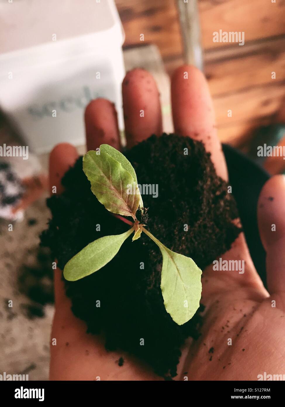 Hand, die junge Pflanze im Boden Stockfoto